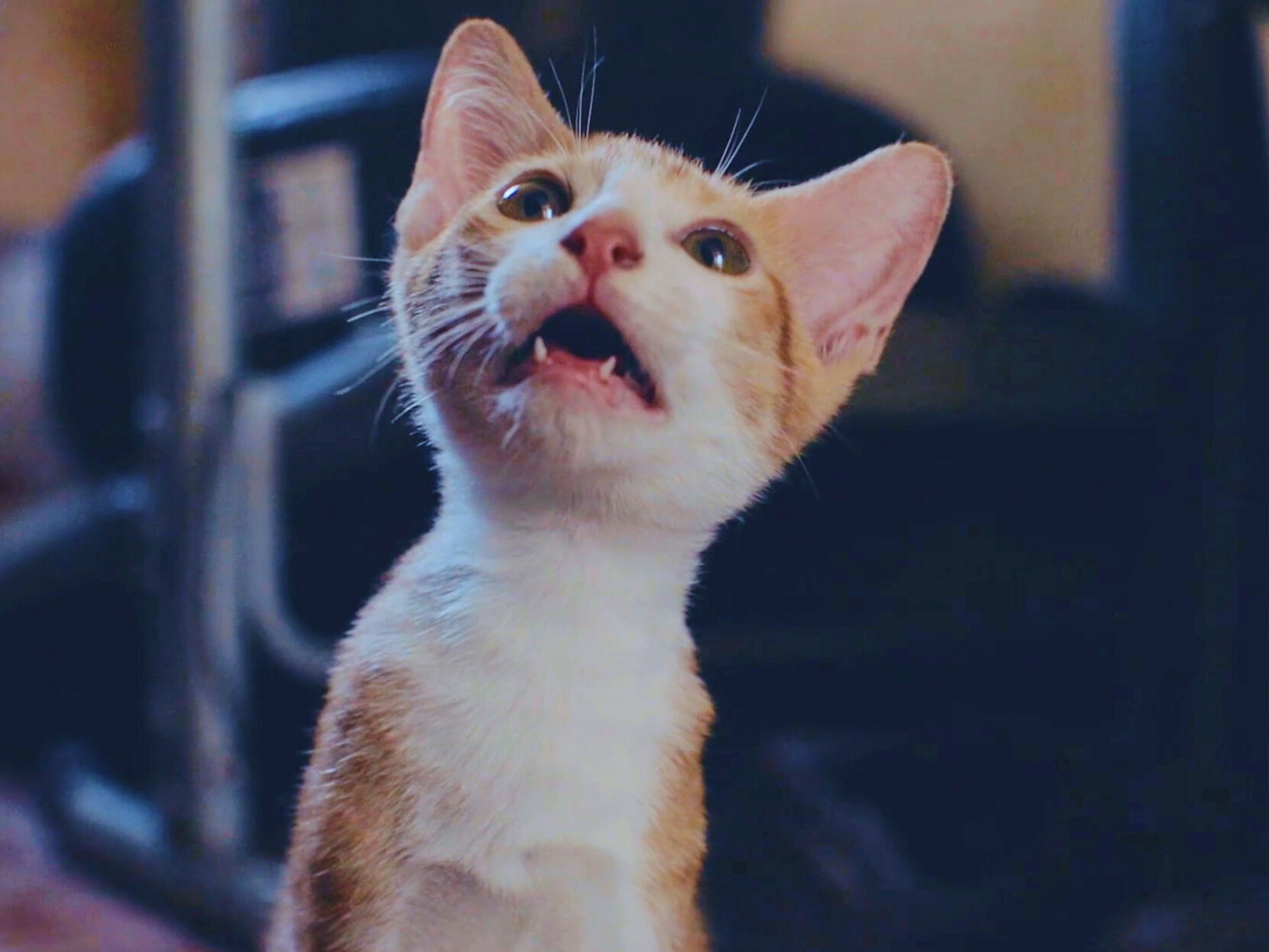 Film - Cat Video Festival